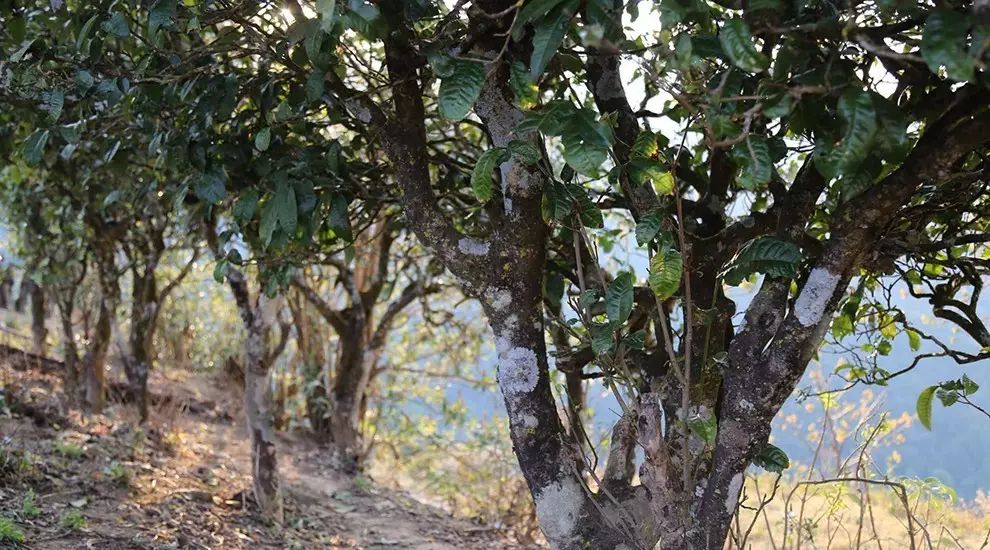 2021年大雪山古樹秋茶口感品鑒？