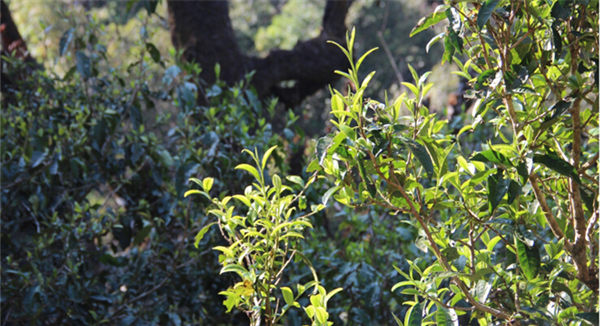 2021大雪山古樹秋茶香甜順滑！