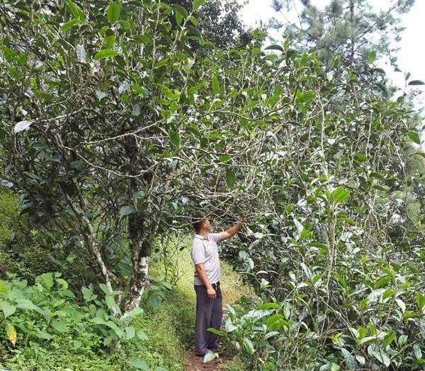 2021壩糯古樹(shù)秋茶藤條茶！不是樹(shù)種，而是這樣形成的！