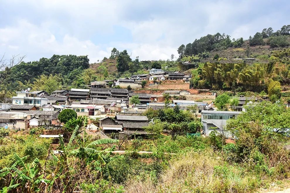 2021年正氣塘古樹秋茶特點是什么？