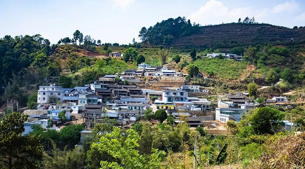 2021年正氣塘古樹秋茶為何號稱小冰島？