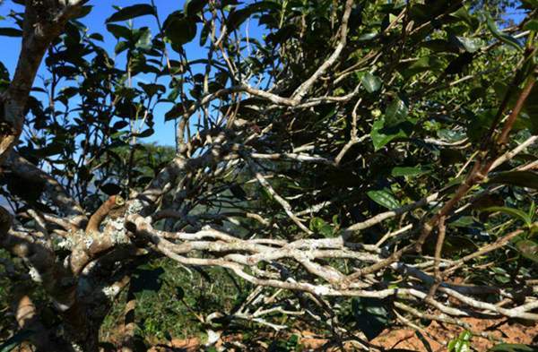 2021年正氣塘古樹秋茶花蜜香氣盈盈，冰糖甜韻深邃！