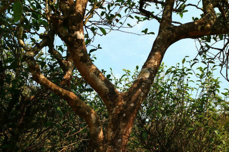 2021年冰島南迫古樹秋茶口感？