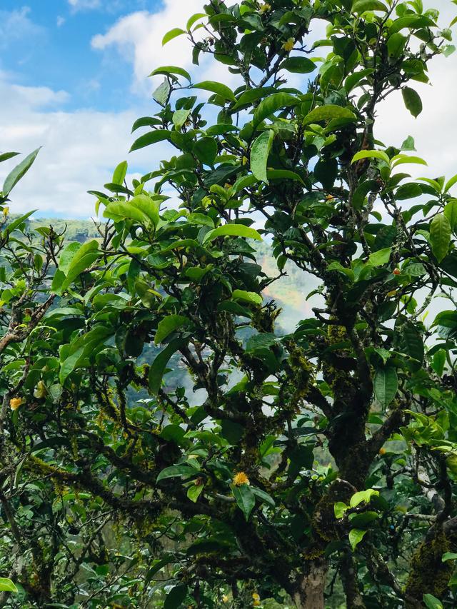 2021年冰島南迫古樹秋茶茶園詳解！