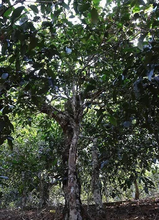 2021年臨滄南迫古樹(shù)秋茶——品質(zhì)僅次于冰島的茶山