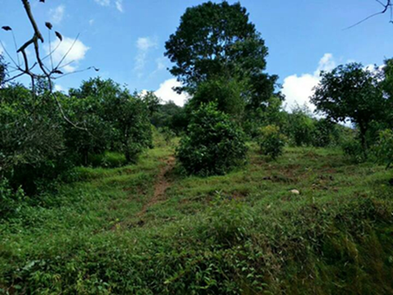 2021年冰島南迫古樹秋茶特點？