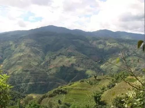 2021年冰島南迫古樹秋茶價(jià)格是多少？