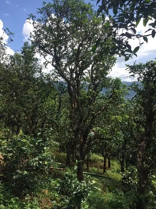 2021年冰島地界古樹秋茶特點？