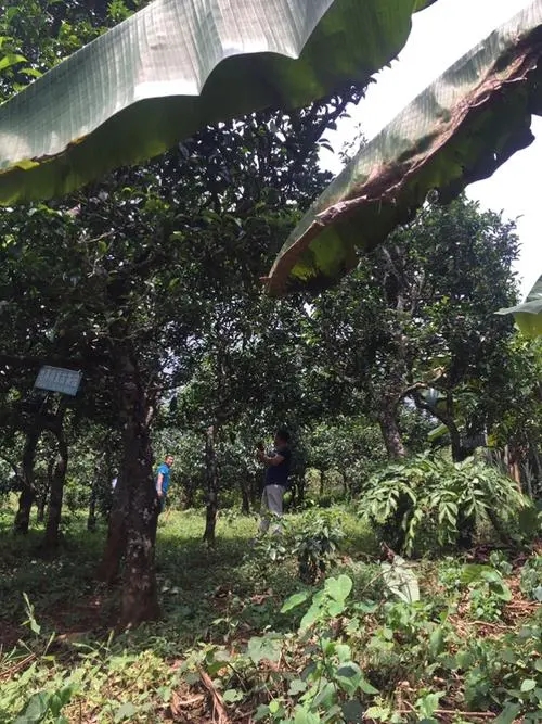 2021年冰島地界古樹(shù)秋茶特征詳解！