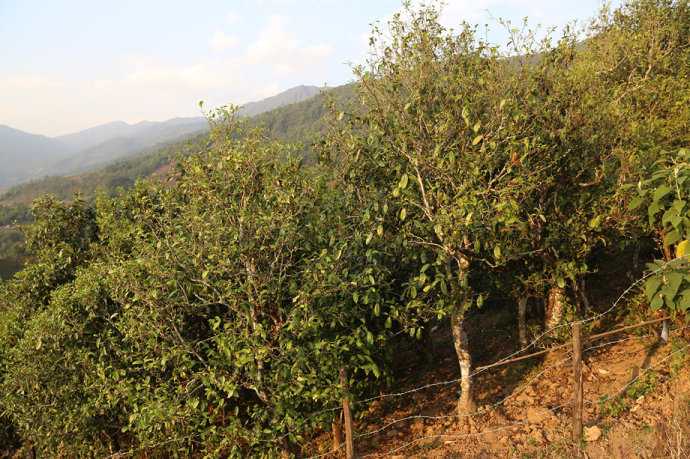 2021冰島壩歪古樹秋茶口感最接近冰島老寨！