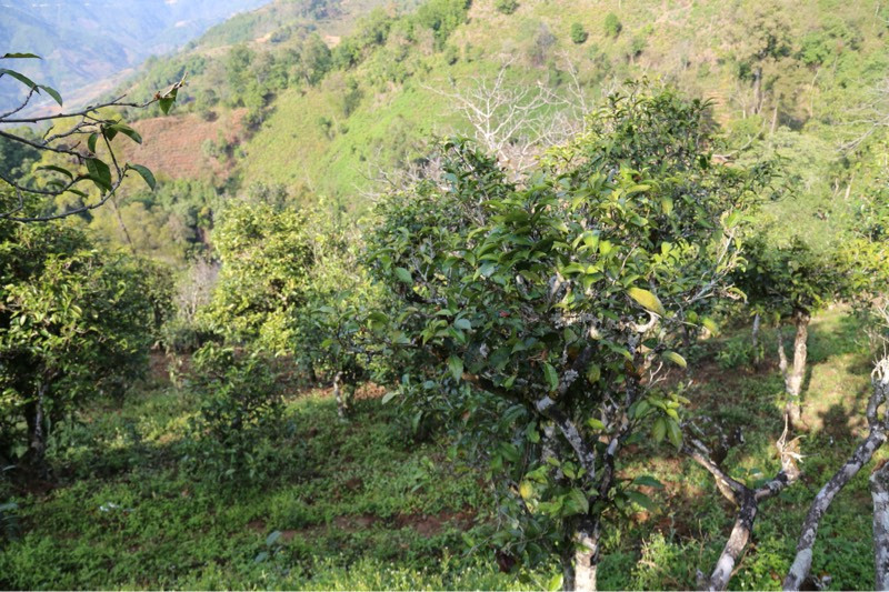 2021年冰島壩歪古樹(shù)秋茶，飲盡蘭花香，舒心又暢懷
