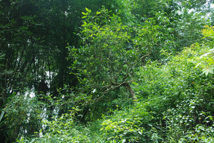 2021年冰島糯伍古樹秋茶| 甜出新高度，融在心底間~