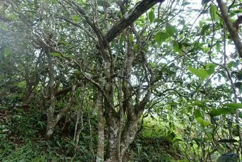 2021年昔歸古樹秋茶特點是什么？