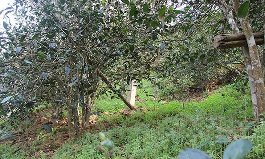 2021年昔歸古樹秋茶口感是什么？