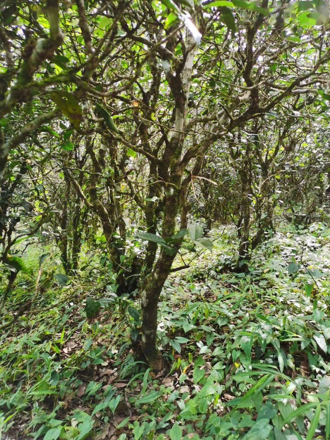 2021年昔歸古樹秋茶價(jià)格多少錢？