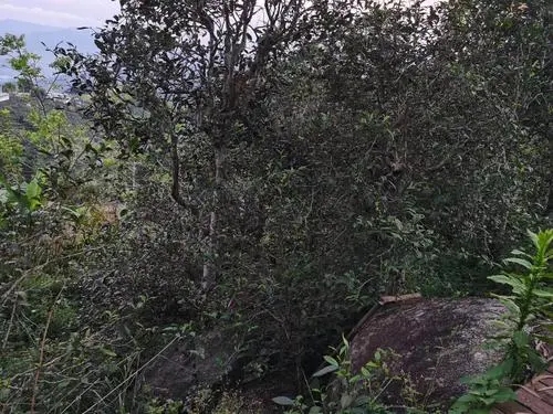 2021年那罕古樹秋茶價(jià)格是多少？