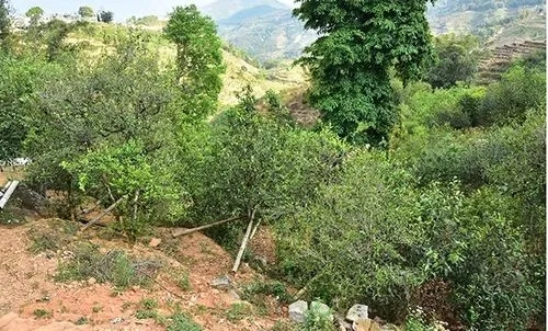 2021那罕古樹(shù)秋茶為何被稱為小昔歸？