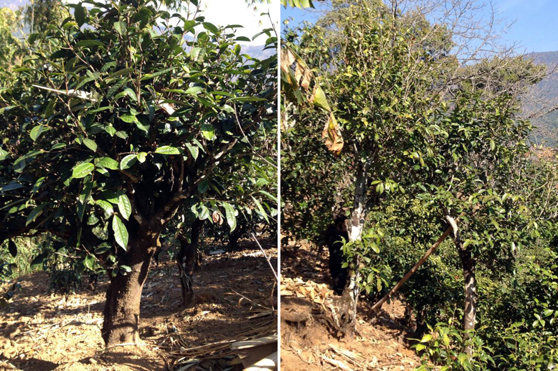 2021年忙肺古樹秋茶特點(diǎn)是什么？