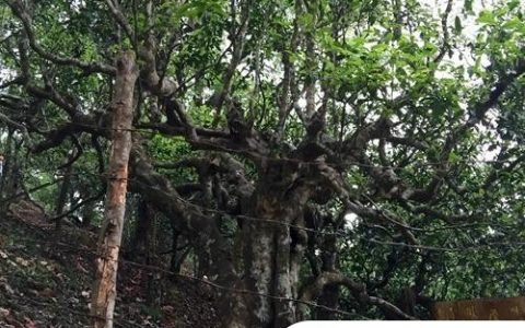 2021年忙肺古樹秋茶臨滄四大名茶之一！