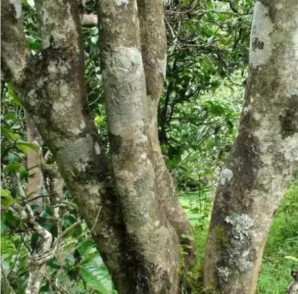 2021年忙肺古樹秋茶多少一公斤？