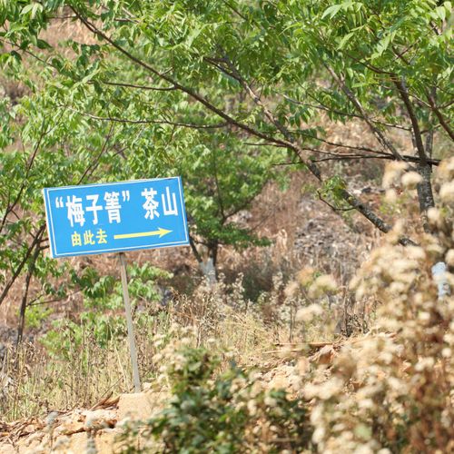 2021年梅子箐古樹秋茶口感！