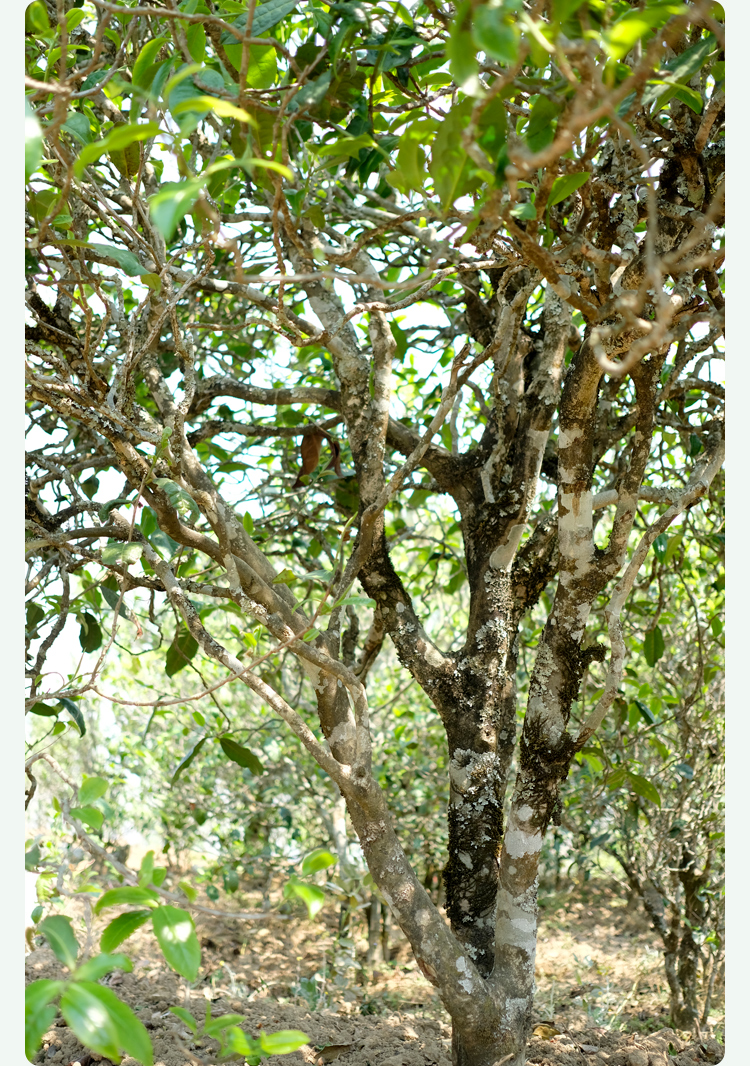 2021梅子箐古樹秋茶甜如冰島、香似昔歸:人間三月,怎么少得了梅子箐?