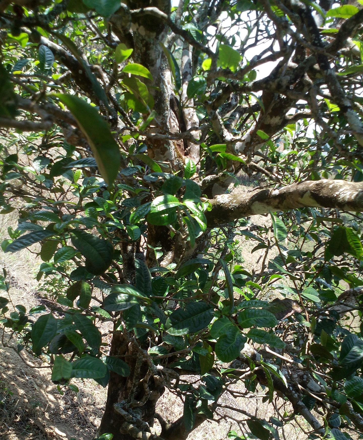 2021年巖子頭古樹秋茶特點(diǎn)？