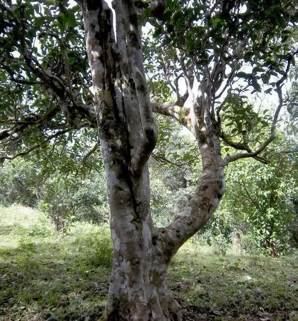 2021年巖子頭古樹秋茶，亂石出好茶！