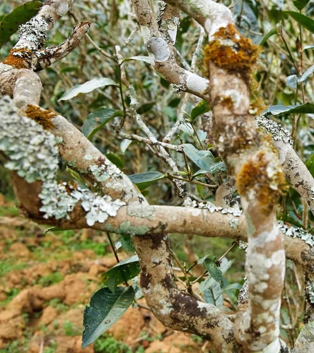 2021年巖子頭古樹秋茶多少錢一公斤？