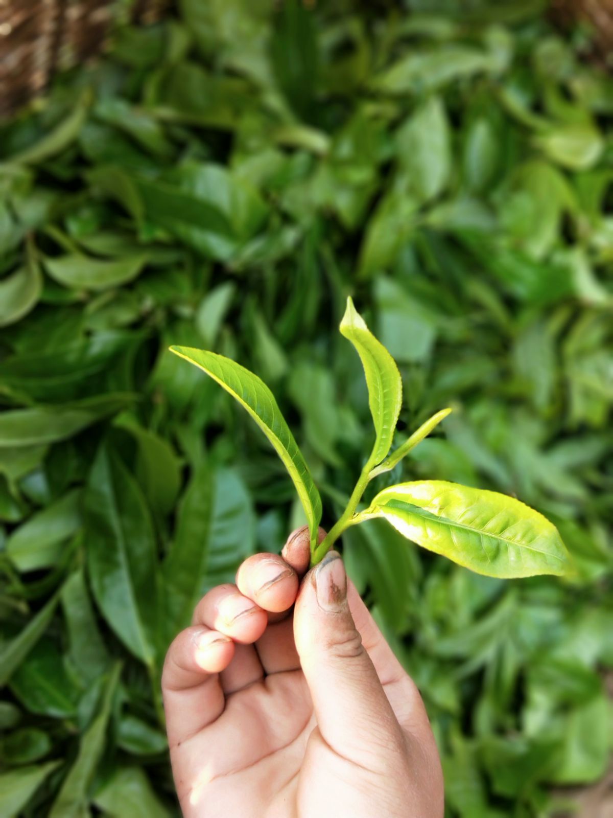 2021年馬鞍山古樹秋茶特點(diǎn)是什么？