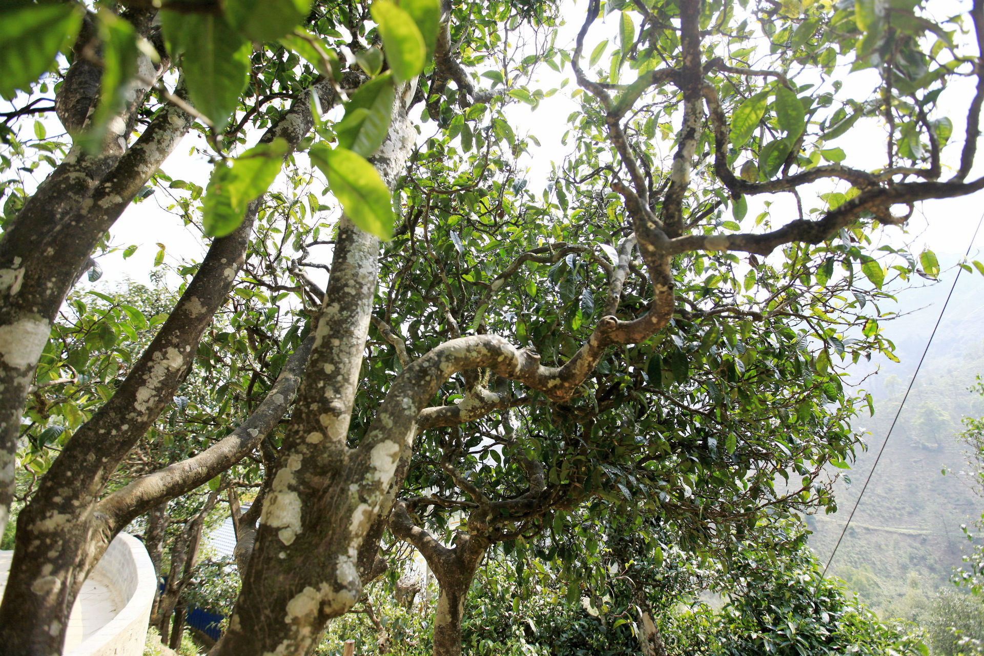 2021年馬鞍山古樹秋茶價值如何？