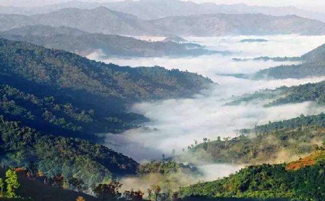 2021白鶯山古樹秋茶特點？