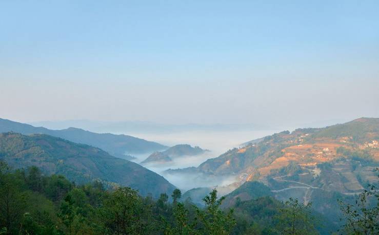 2021年白鶯山古樹(shù)秋茶白鶯聚居之地，普洱茶樹(shù)的天堂