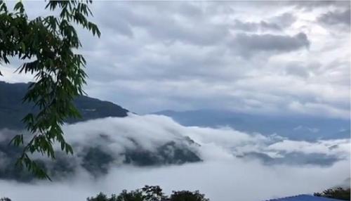 2021年白鶯山古樹(shù)秋茶多少錢(qián)一公斤？