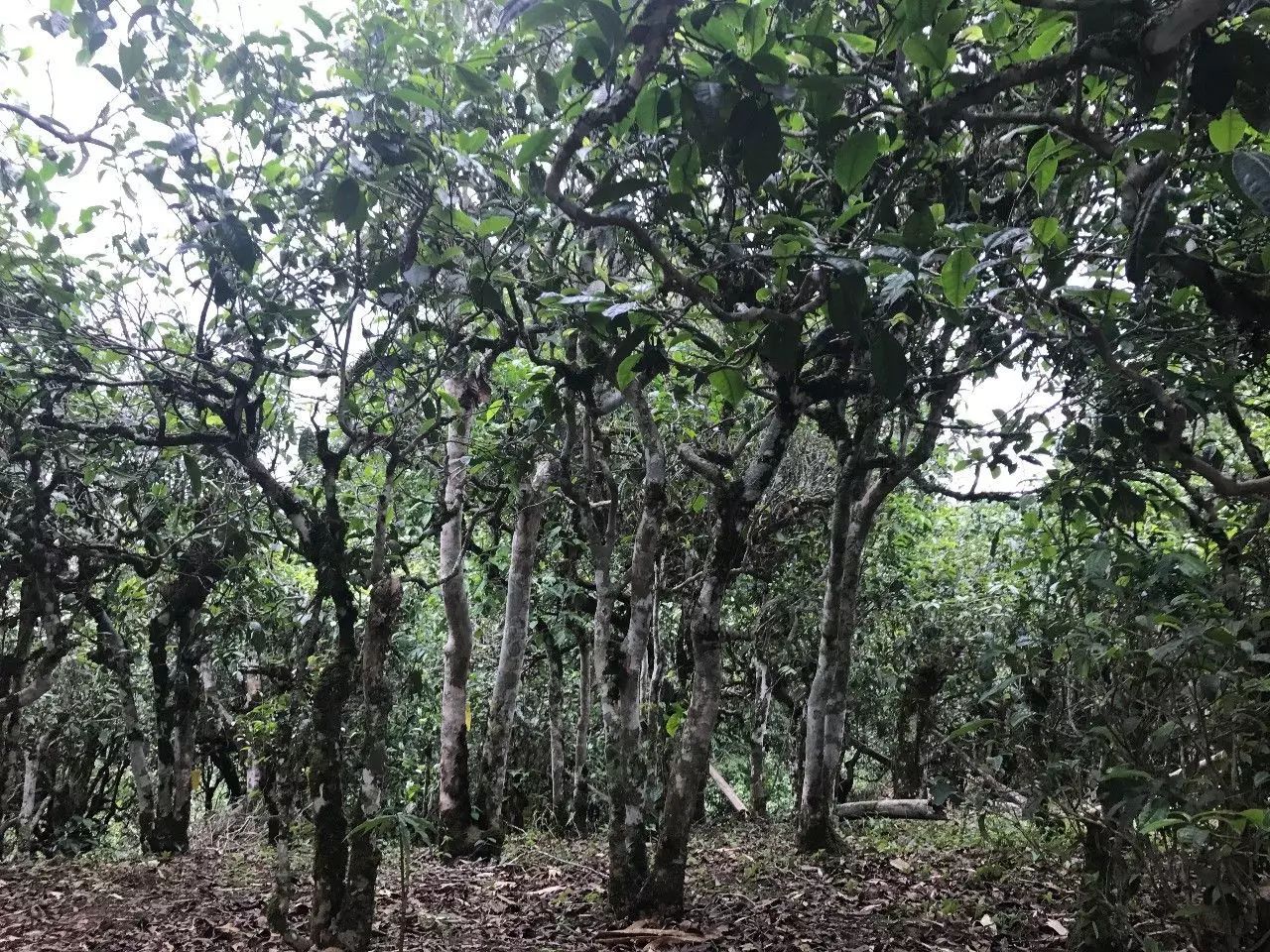 2021年老班章古樹秋茶口感是什么？