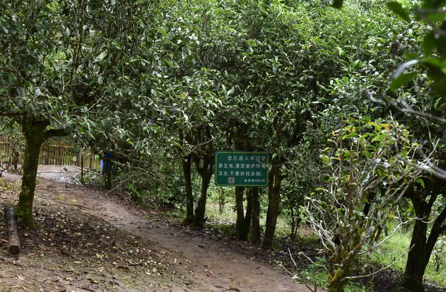 2021年老班章古樹秋茶價(jià)格？