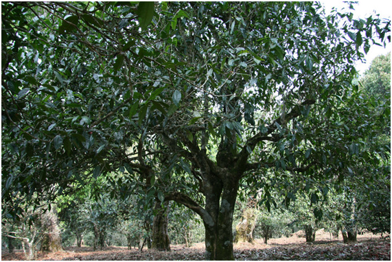 2021年老班章古樹秋茶多少錢一公斤？