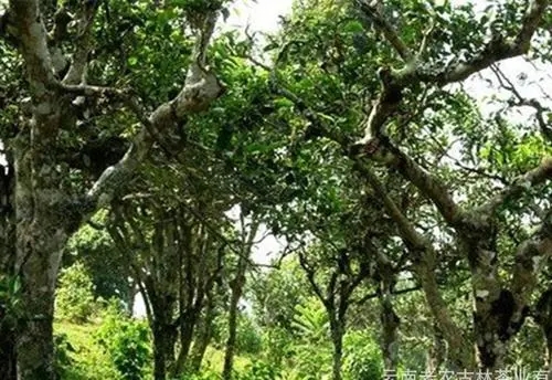 2021年新班章古樹秋茶特點(diǎn)？