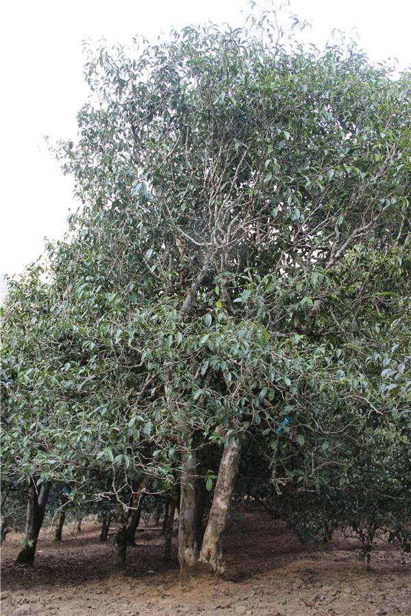 2021年新班章古樹秋茶品鑒！