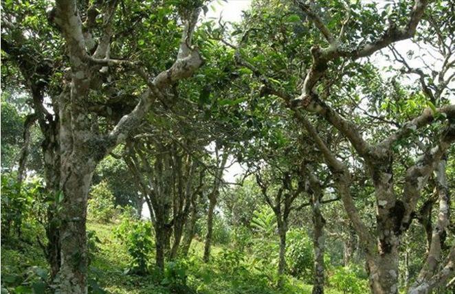 2021年新班章古樹秋茶多少錢一公斤？