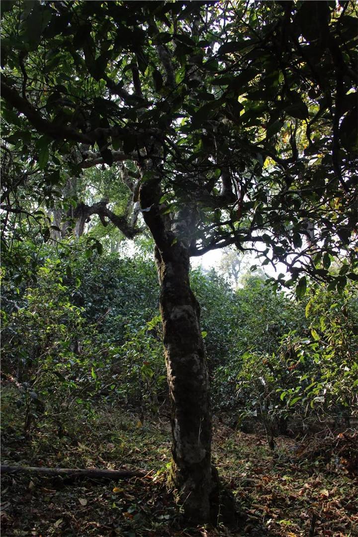 2021年老曼峨古樹秋茶口感是什么？