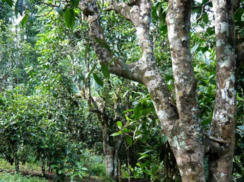 2021老曼峨古樹秋茶多少錢一公斤？