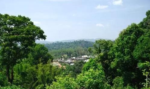 2021年老曼峨古樹秋茶口感最霸氣的山頭！