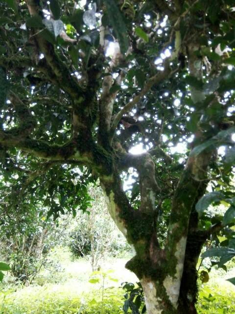 2021年班章茶區(qū)壩卡囡古樹秋茶多少錢一公斤？