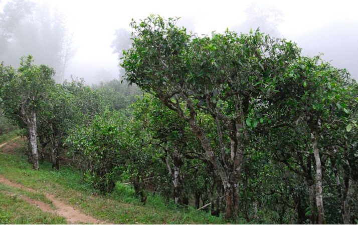 2021年班章茶區(qū)壩卡囡秋茶布朗茶系中的甜茶類！