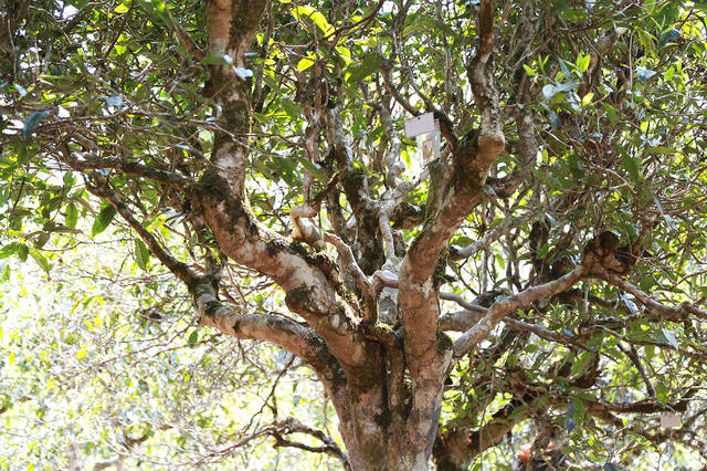 2021年布朗山班盆古樹秋茶口感？