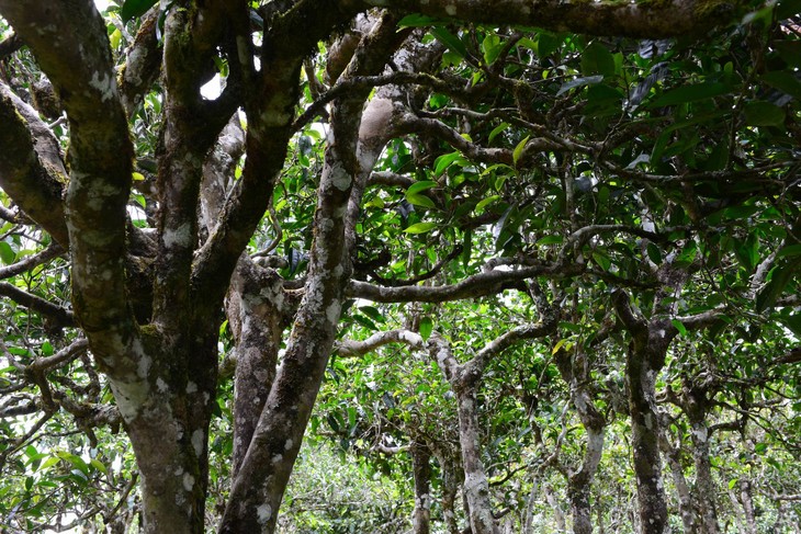2021年布朗山班盆古樹秋茶價格？