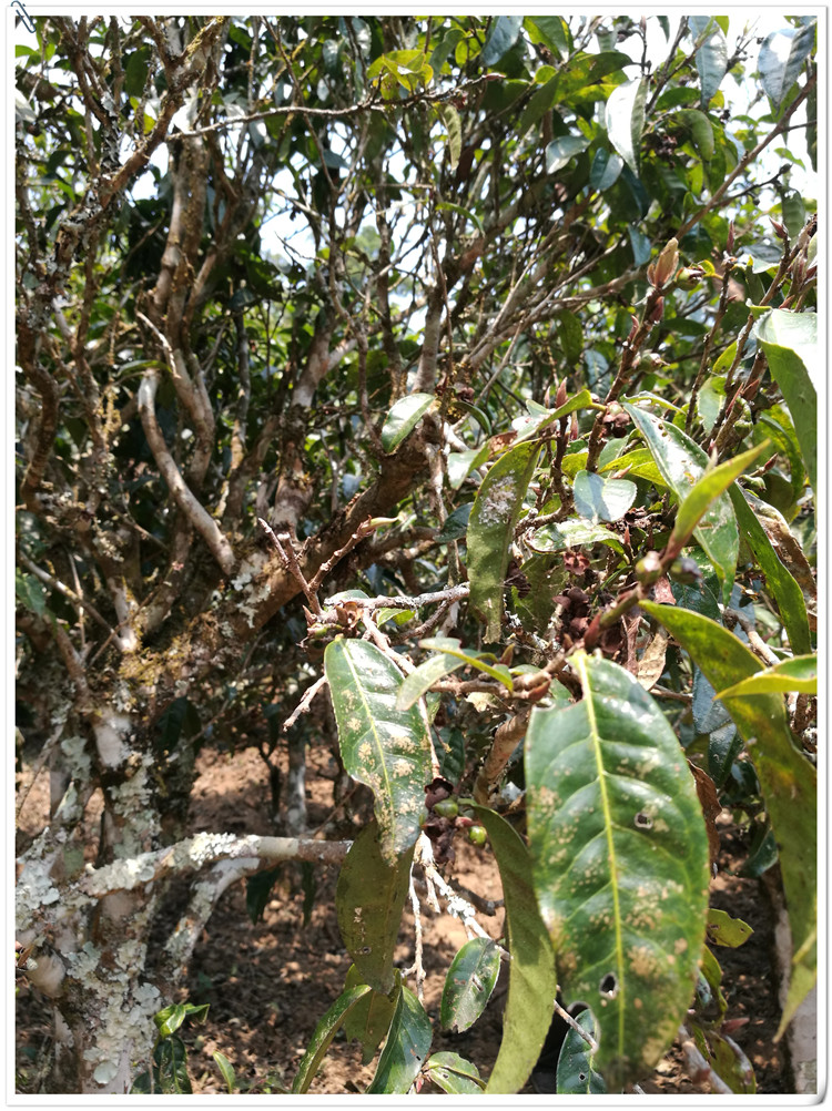 2021年布朗山班盆古樹秋茶多少錢一公斤？