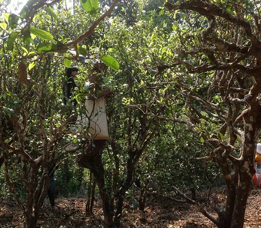 2021年布朗山班盆古樹秋茶品鑒！