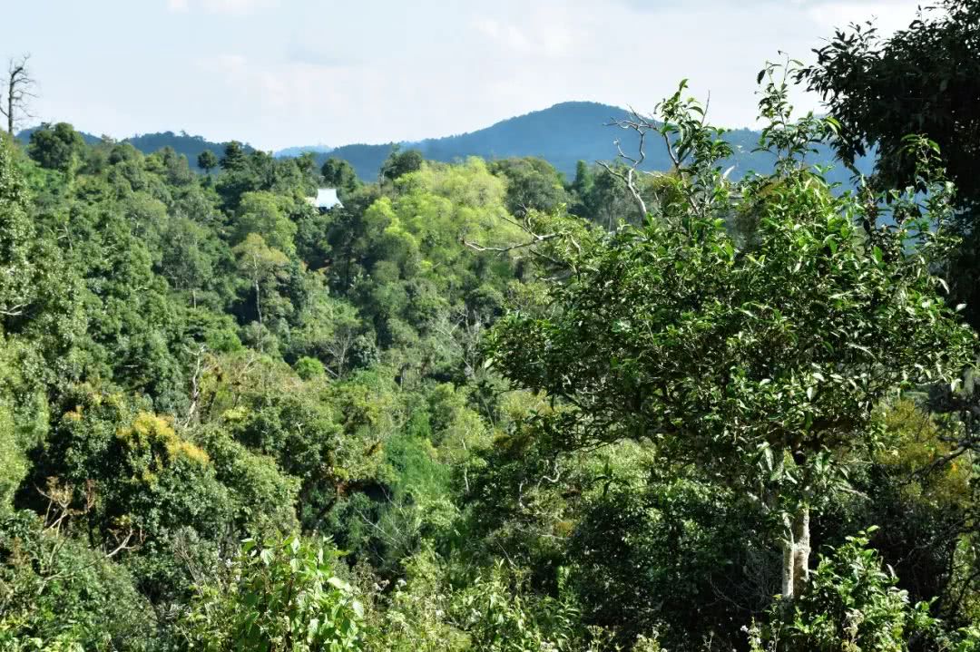 2021年賀開古樹秋茶品鑒實錄！